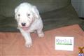 Old English Sheepdog